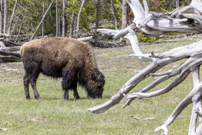 Buffalo Yellowstone NP May 2025